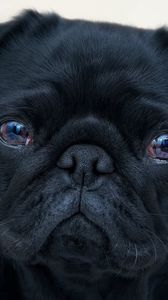 Preview wallpaper english bulldog, dog, black, puppy