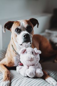 Preview wallpaper english bulldog, dog, glance, funny, toy