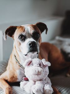 Preview wallpaper english bulldog, dog, glance, funny, toy