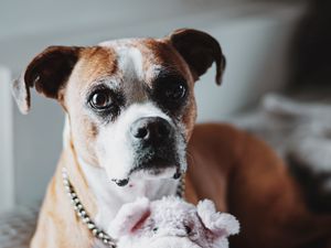 Preview wallpaper english bulldog, dog, glance, funny, toy