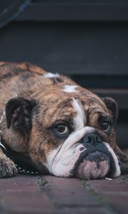 Preview wallpaper english bulldog, dog, muzzle, lying