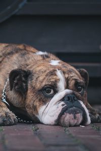 Preview wallpaper english bulldog, dog, muzzle, lying