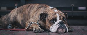 Preview wallpaper english bulldog, dog, muzzle, lying