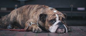 Preview wallpaper english bulldog, dog, muzzle, lying