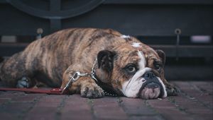 Preview wallpaper english bulldog, dog, muzzle, lying