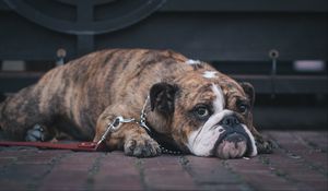 Preview wallpaper english bulldog, dog, muzzle, lying