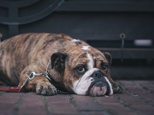 Preview wallpaper english bulldog, dog, muzzle, lying