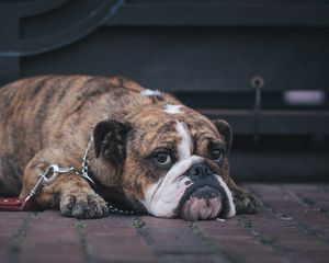 Preview wallpaper english bulldog, dog, muzzle, lying