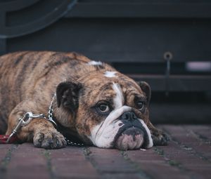 Preview wallpaper english bulldog, dog, muzzle, lying