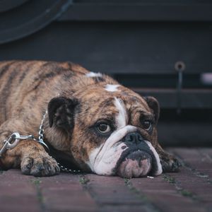 Preview wallpaper english bulldog, dog, muzzle, lying