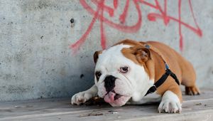 Preview wallpaper english bulldog, lies, tongue, dog, thick