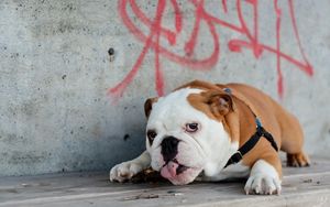 Preview wallpaper english bulldog, lies, tongue, dog, thick