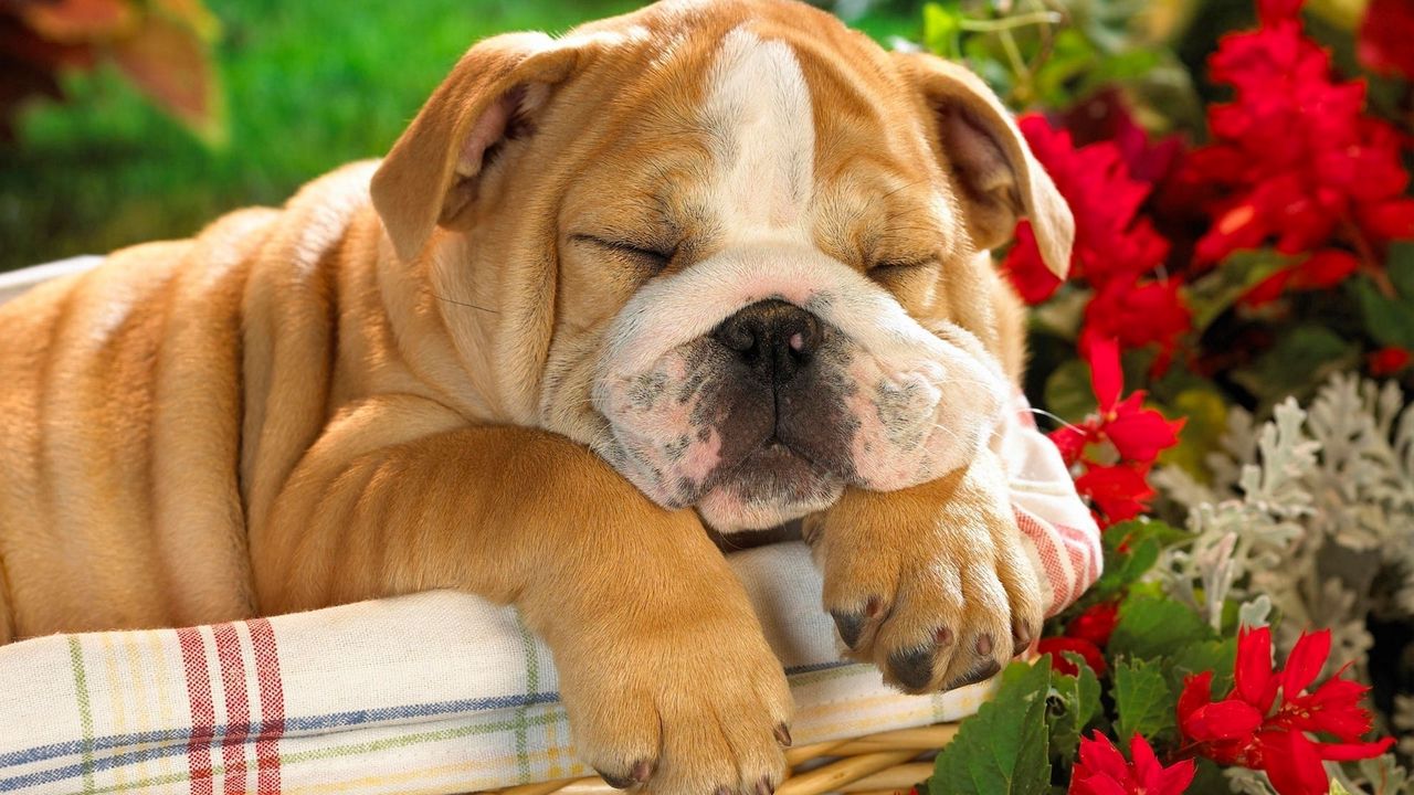 Wallpaper english bulldog, puppy, crate, dog