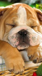 Preview wallpaper english bulldog, puppy, crate, dog