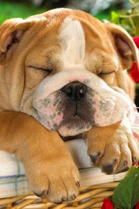 Preview wallpaper english bulldog, puppy, crate, dog