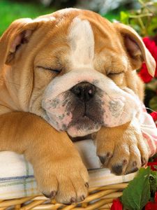 Preview wallpaper english bulldog, puppy, crate, dog