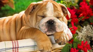 Preview wallpaper english bulldog, puppy, crate, dog