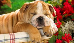 Preview wallpaper english bulldog, puppy, crate, dog