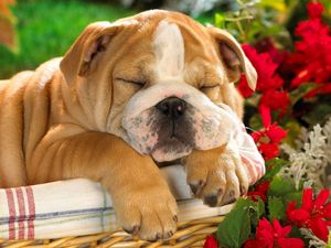 Preview wallpaper english bulldog, puppy, crate, dog