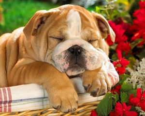 Preview wallpaper english bulldog, puppy, crate, dog