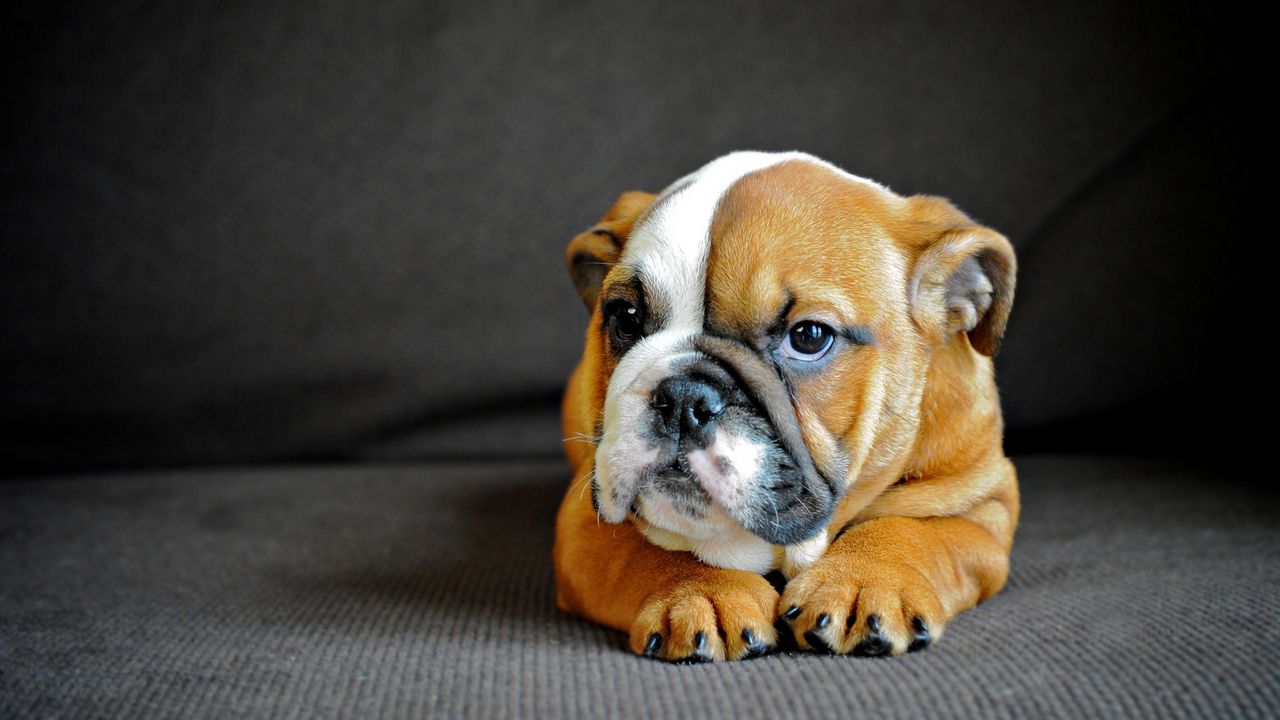 Wallpaper english bulldog, puppy, dog, muzzle, eyes