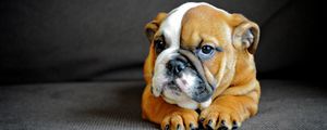 Preview wallpaper english bulldog, puppy, dog, muzzle, eyes