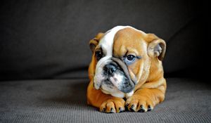 Preview wallpaper english bulldog, puppy, dog, muzzle, eyes