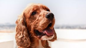 Preview wallpaper english cocker spaniel, dog, muzzle, protruding tongue