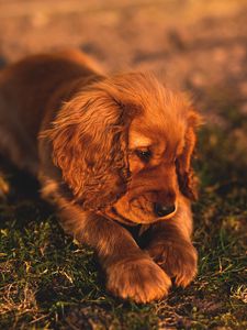 Preview wallpaper english cocker spaniel, puppy, dog, lies, grass