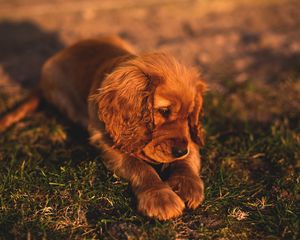 Preview wallpaper english cocker spaniel, puppy, dog, lies, grass