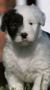 Preview wallpaper english shepherd, puppy, spotted, face, grass