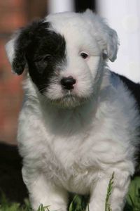 Preview wallpaper english shepherd, puppy, spotted, face, grass