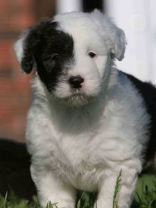 Preview wallpaper english shepherd, puppy, spotted, face, grass