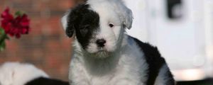 Preview wallpaper english shepherd, puppy, spotted, face, grass