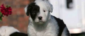 Preview wallpaper english shepherd, puppy, spotted, face, grass