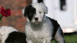 Preview wallpaper english shepherd, puppy, spotted, face, grass