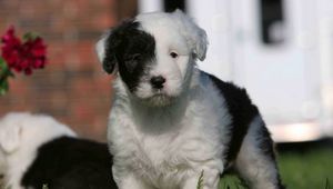 Preview wallpaper english shepherd, puppy, spotted, face, grass