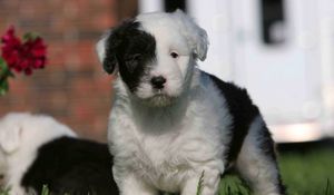 Preview wallpaper english shepherd, puppy, spotted, face, grass