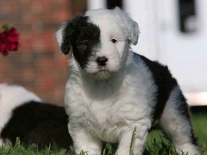 Preview wallpaper english shepherd, puppy, spotted, face, grass