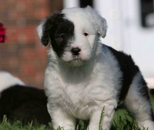 Preview wallpaper english shepherd, puppy, spotted, face, grass