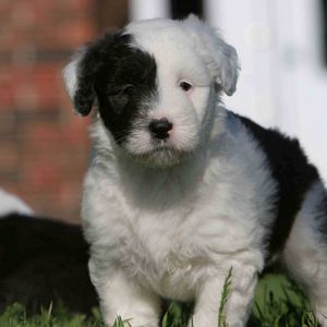 Preview wallpaper english shepherd, puppy, spotted, face, grass