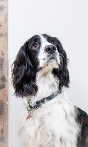 Preview wallpaper english springer spaniel, dog, animal, pet