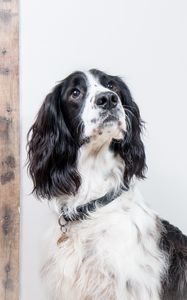 Preview wallpaper english springer spaniel, dog, animal, pet