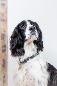 Preview wallpaper english springer spaniel, dog, animal, pet