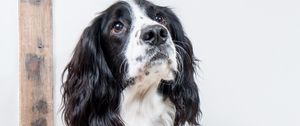 Preview wallpaper english springer spaniel, dog, animal, pet