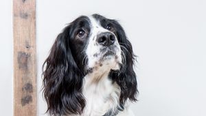 Preview wallpaper english springer spaniel, dog, animal, pet