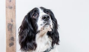 Preview wallpaper english springer spaniel, dog, animal, pet