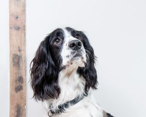 Preview wallpaper english springer spaniel, dog, animal, pet