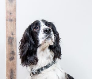 Preview wallpaper english springer spaniel, dog, animal, pet