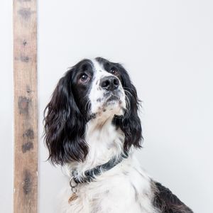 Preview wallpaper english springer spaniel, dog, animal, pet